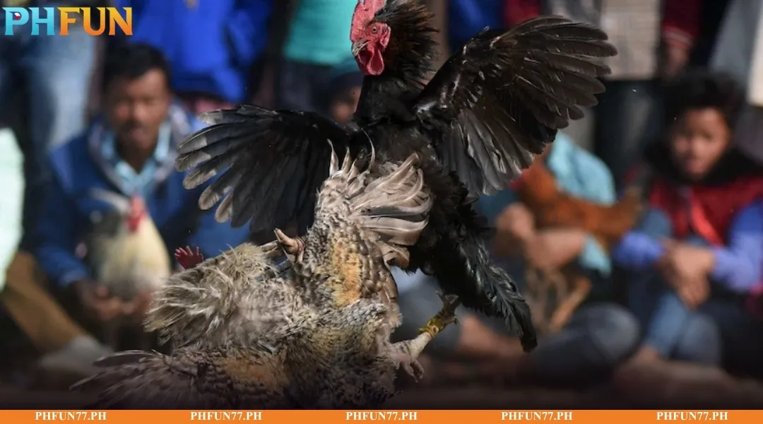 Cambodian Cockfighting at PH365