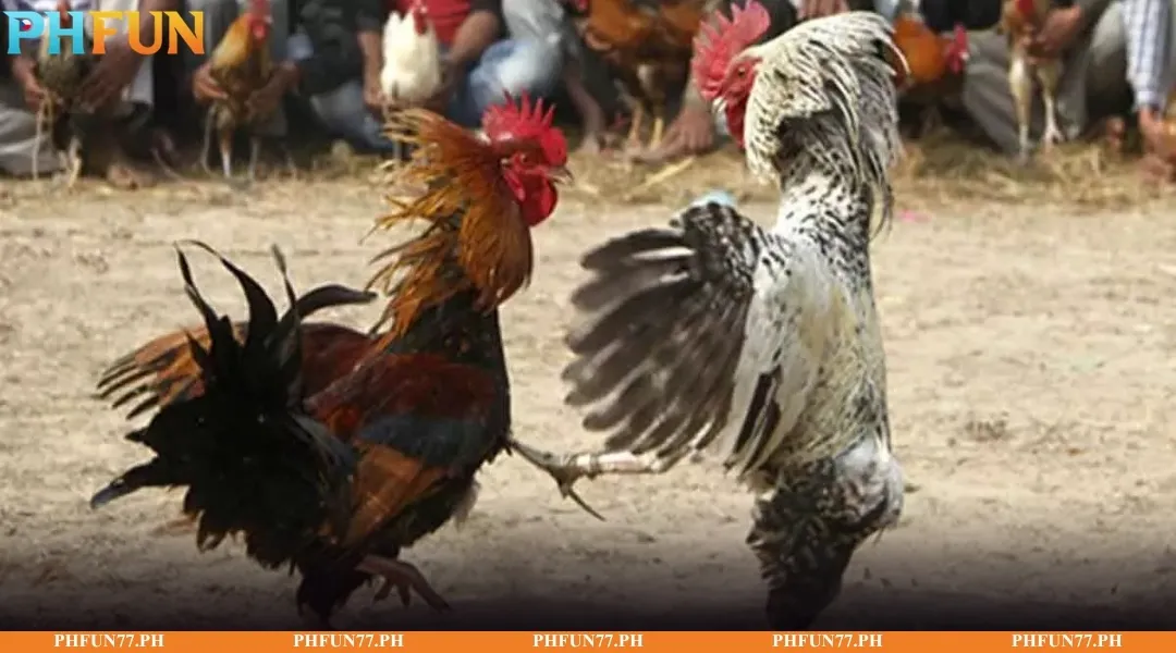 Live imagery and movement analysis in Cambodian Cockfighting