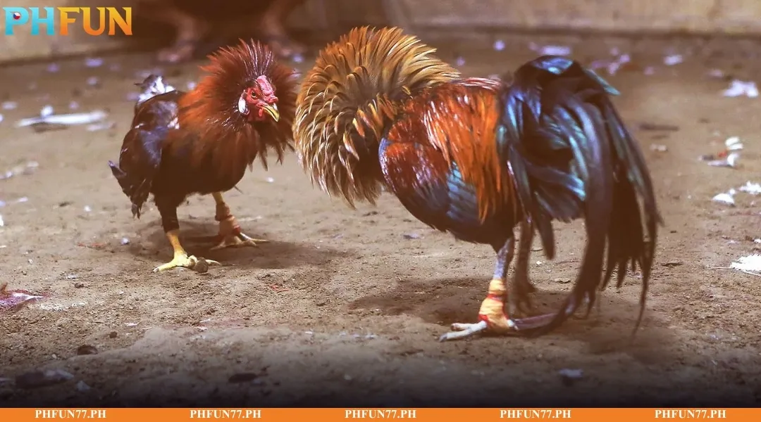 Comparing strategies of multiple roosters in a match for betting